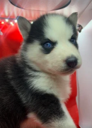 Cuccioli di Siberian Husky