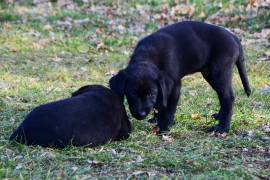 Cuccioli di Labrador Retriever neri di 2 mesi e mezzo