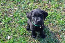 Cuccioli di Labrador Retriever neri di 2 mesi e mezzo