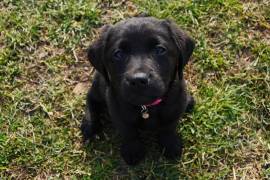 Cuccioli di Labrador Retriever neri di 2 mesi e mezzo