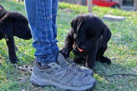 Cuccioli di Labrador Retriever neri di 2 mesi e mezzo