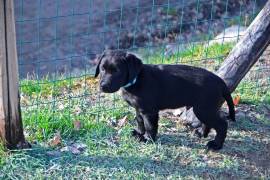 Cuccioli di Labrador Retriever neri di 2 mesi e mezzo