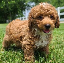 Bellissimi cuccioli di cockapoo di F1