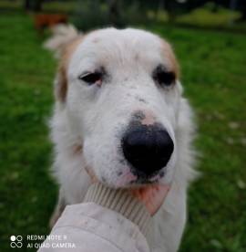 Kriss, 3 anni, incrocio setter/border collie