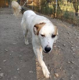 Kriss, 3 anni, incrocio setter/border collie