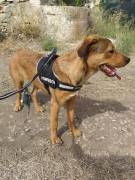 Marly, 1 anno, incrocio labrador-molosso