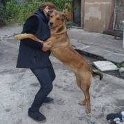 Marly, 1 anno, incrocio labrador-molosso