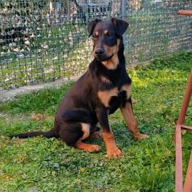 FLUK, cagnolino di 1 anno taglia media