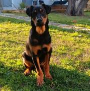 FLUK, cagnolino di 1 anno taglia media