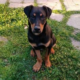 FLUK, cagnolino di 1 anno taglia media