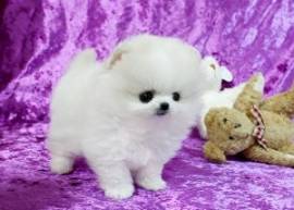 Cucciolo di Volpino Pomerania nano maschio+