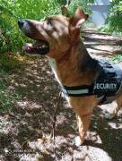 KIRAN, 3 anni, taglia medio contenuta 