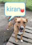 KIRAN, 3 anni, taglia medio contenuta 