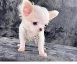 Chihuahua mini toy