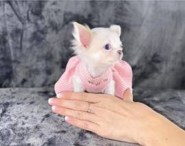 Chihuahua mini toy