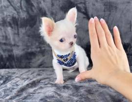 Chihuahua mini toy