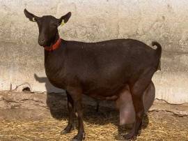 Vendita de capre Spagnola MURCIANA de alto % de materia grasso.