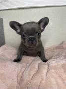 SPLENDIDI CUCCIOLI BOULEDOGUE FRANCESE