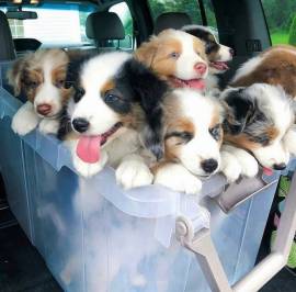 Cuccioli di pastore australiano di qualità in vendita Cuccioli da ricollocare