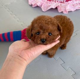 Cuccioli di barboncino con tazza da tè registrati Akc