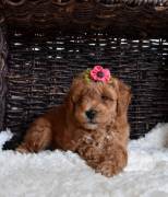 Cuccioli di barboncino giocattolo Akc di razza pura