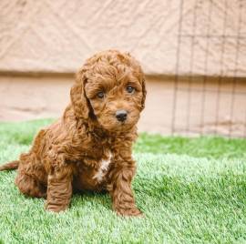 Adorabili cuccioli di barboncino registrati Akc.