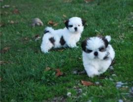 Piccole dimensioni imperiali !!! Shih tzu Puppies !!, Pronto ora