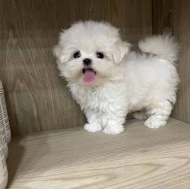 Eccellenti cuccioli di barboncino giocattolo puro