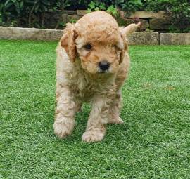 Cucciolo di barboncino