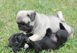 Disponibile Akc Reg Pug Pug Puppies Mf