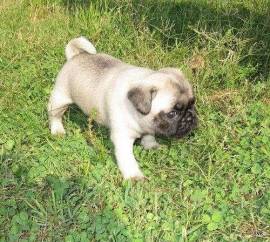 Cuccioli di Carlino