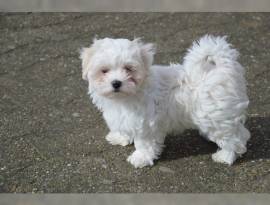 SPLENDIDI E BIANCHISSIMI CUCCIOLINI MALTESE