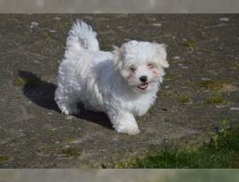 SPLENDIDI E BIANCHISSIMI CUCCIOLINI MALTESE