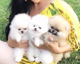 Disponibili cuccioli di Pomerania.