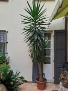 albero YUCCA