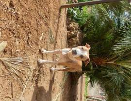 Cuccioli di Amstaff in adozione