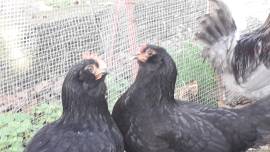 uova fertili verdi marroni celesti 