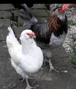 uova fertili verdi marroni celesti 