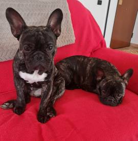 Vendo bellissimi cuccioli di bulldog Francese