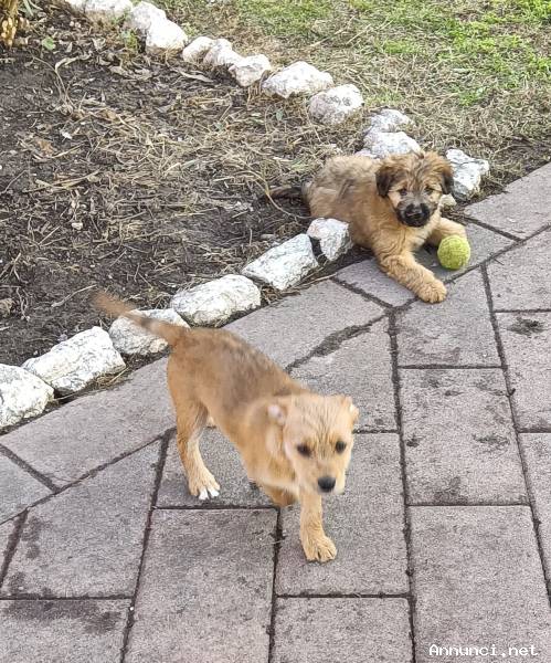 Regalo cuccioli meticcio