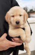 Cuccioli di Labrador colore miele nero e cioccolato