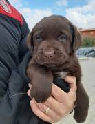 Cuccioli di Labrador colore miele nero e cioccolato