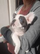 bulldog francese Blu