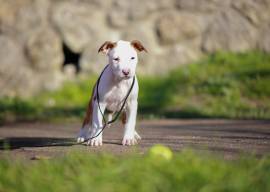 American Staffordshire Terrier