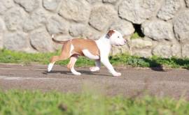 American Staffordshire Terrier