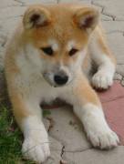  REGALO Cuccioli Shiba Inu cuccioli Shiba Inu maschio e femmina disponibile. Tutti i documenti sono 