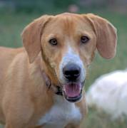 CHARLIE IL CANE ATLETA - BRESCIA 