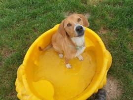 CHARLIE IL CANE ATLETA - BRESCIA 