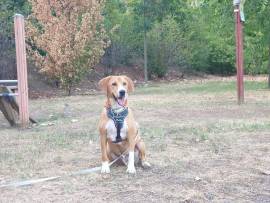 CHARLIE IL CANE ATLETA - BRESCIA 