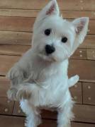  Regalo adorabili cuccioli West highland terrier bianco femminucce e maschietti gratuita i cuccioli 